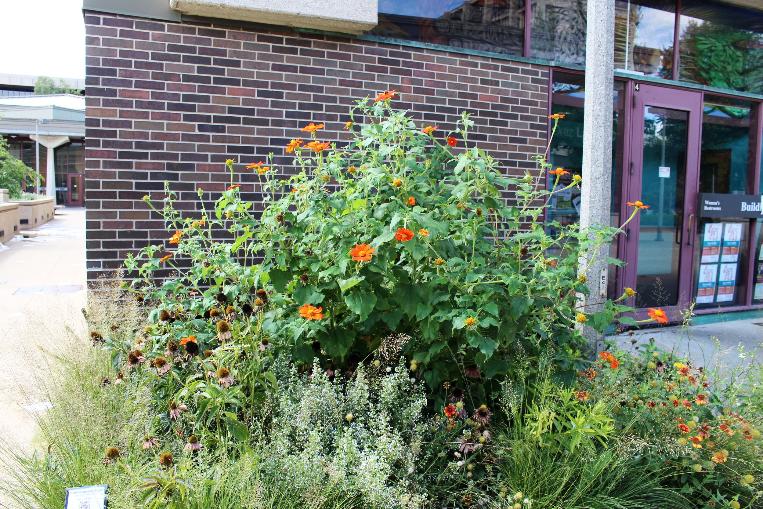 Picture of pollinator plants in garden