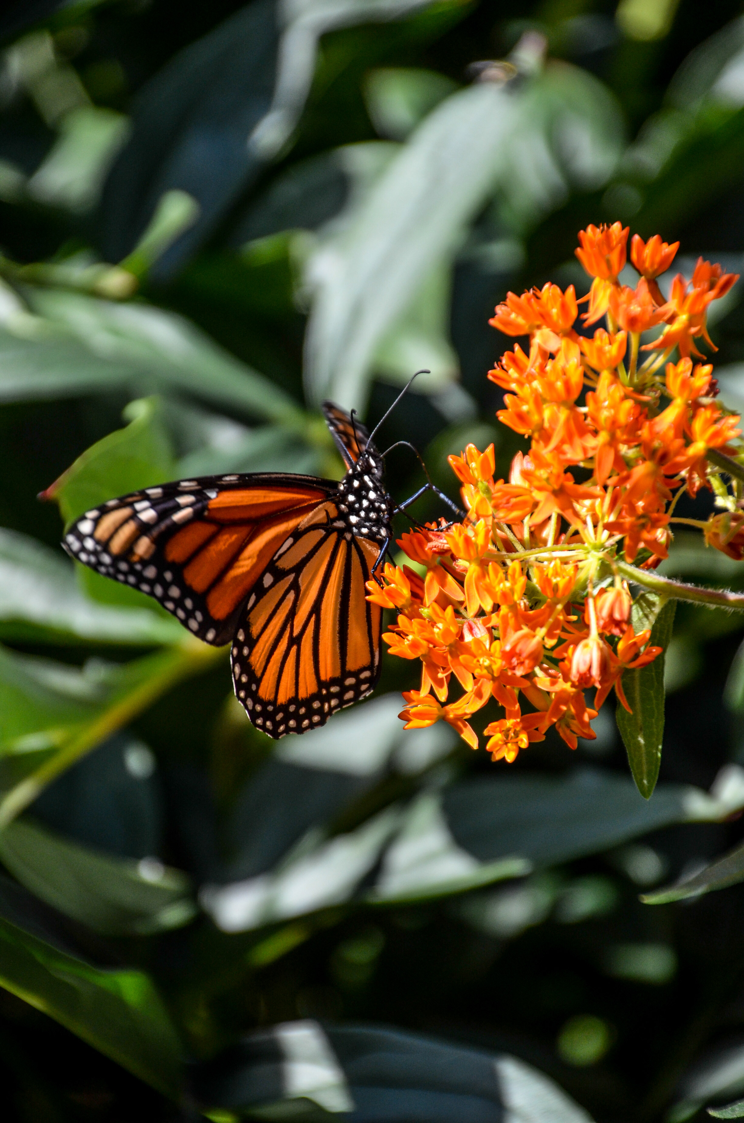 Monarch standing on butterfly weed
