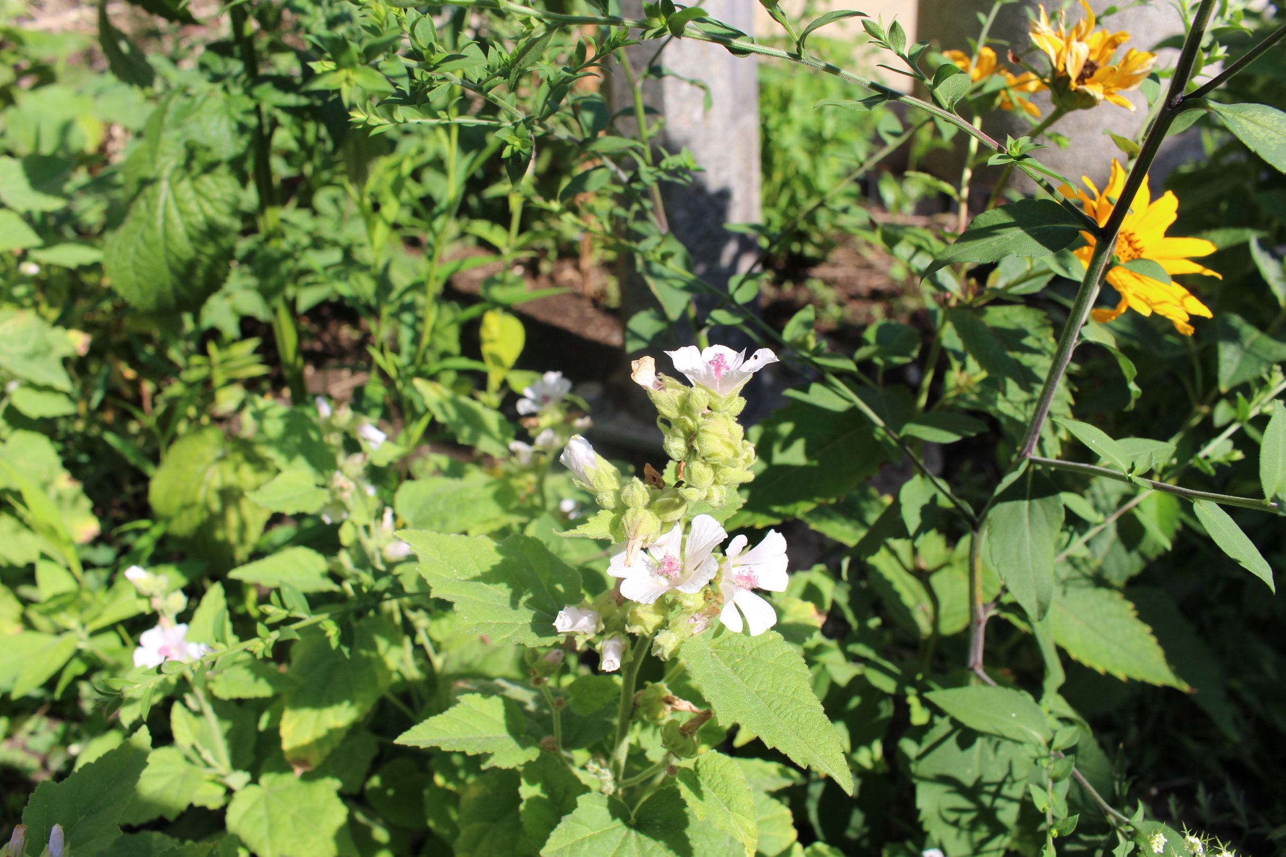 Upclose plants in site