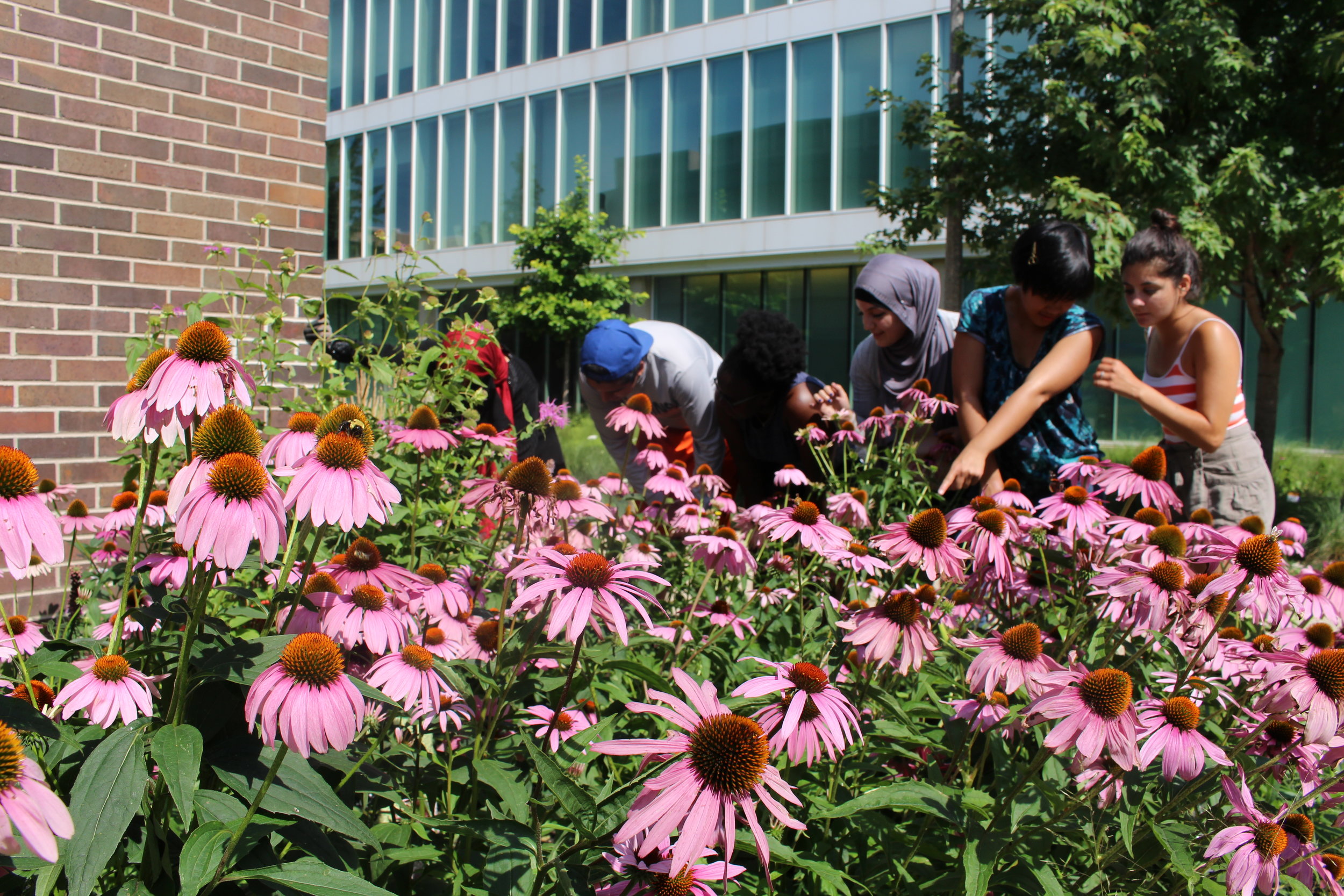 Heritage Gardeners looking at the cone flowers