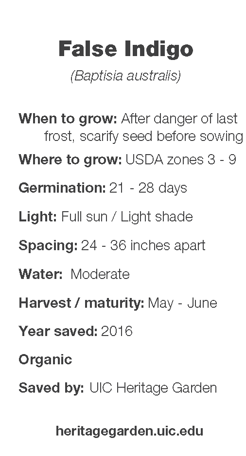 False Indigo growing information