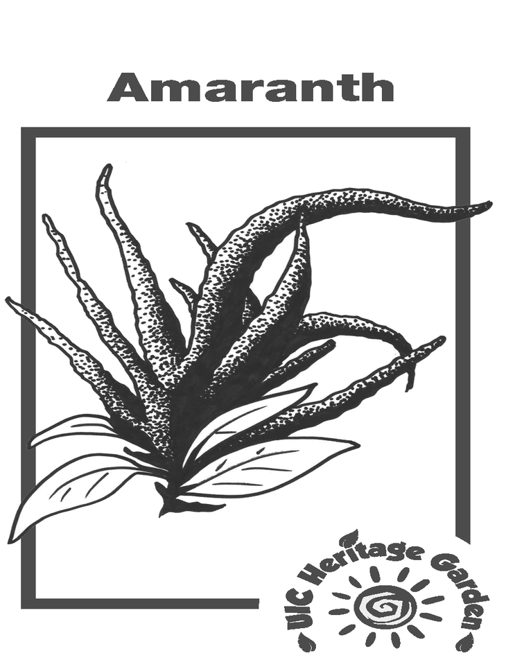 Amaranth Illustration