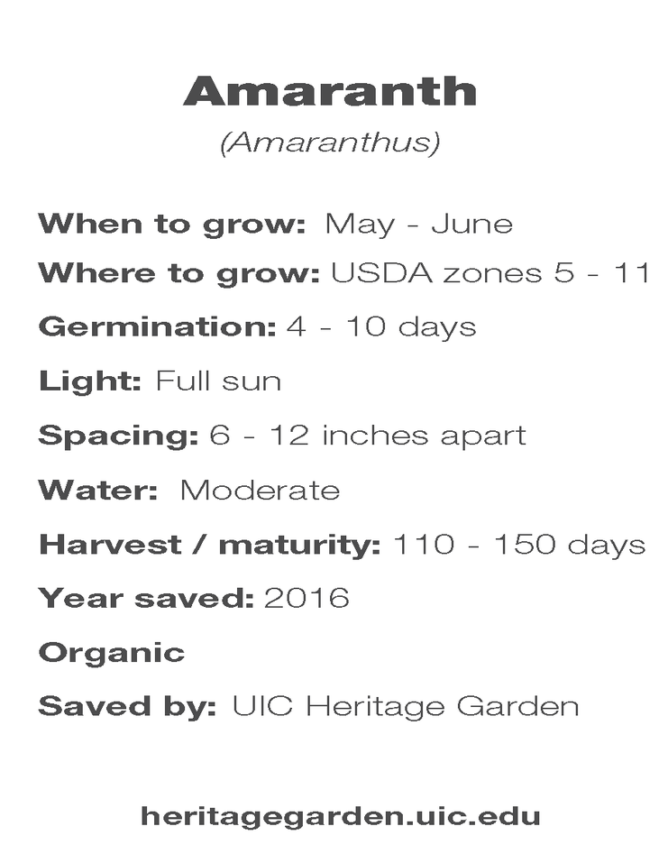 Amaranth growing information