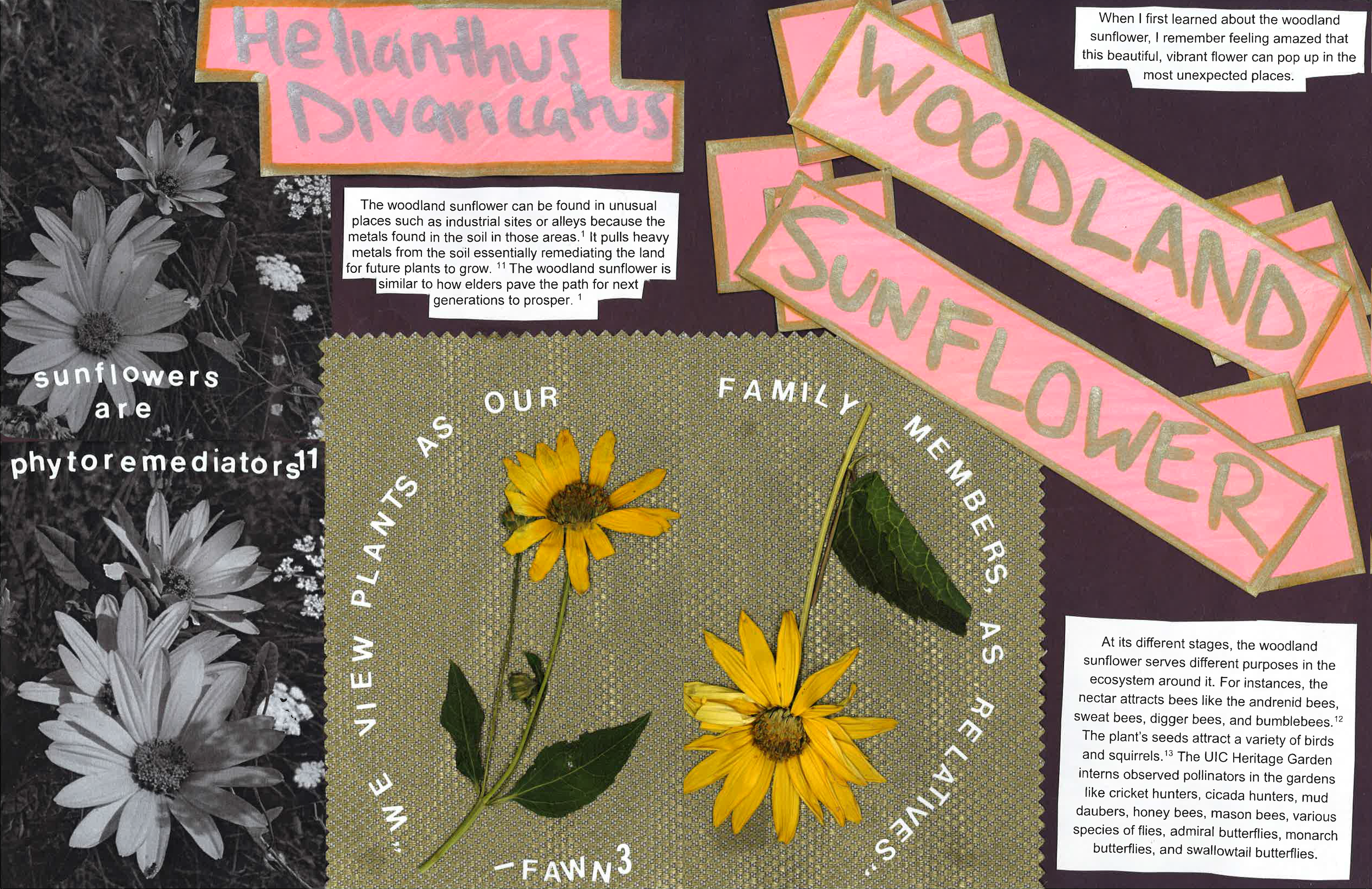 Helianthus Divarucatus Woodland Sunflower The woodland sunflower can be found in unusual places such as industrial sites or alleys because the metals found in the soil in those areas (1). It pulls heavy metals from the soil essentially remediating the land for future plants to grow (11). The woodland sunflower is similar to how elders pave the path for next generations to prosper (1). Sunflowers are phytoremediators (11) “We view plants as our family members, as relatives” - Fawn (3) When I first learned about the woodland sunflower, I remember feeling amazed that this beautiful, vibrant flower can pop up in the most unexpected places. At its different stages, the woodland sunflower serves different purposes in the ecosystems around it. For instances, the nectar attracts bees like the andrenid bees, sweat bees, digger bees, and bumblebees (12). The plant’s seeds attract a variety of birds and squirrels (13). The UIC Heritage Garden interns observed pollinators in the gardens like cricket hunters, cicada hunters, mud daubers, honey bees, mason bees, various species of flies, admiral butterflies, monarch butterflies, and swallowtail butterflies.