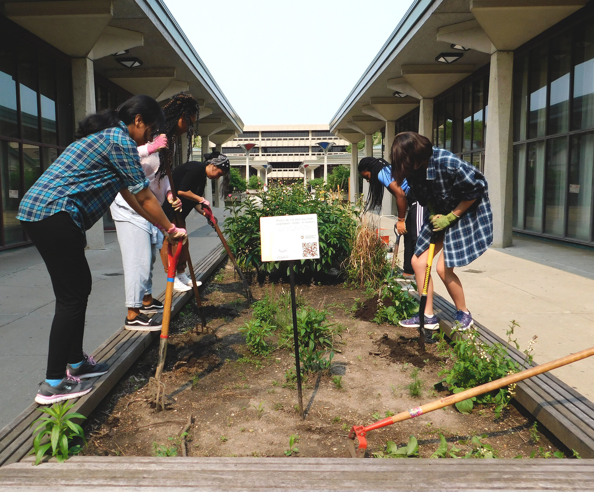 UIC Heritage Garden students standing on the garden beds near SCE breaking up the soil with shovels and pitchforks.