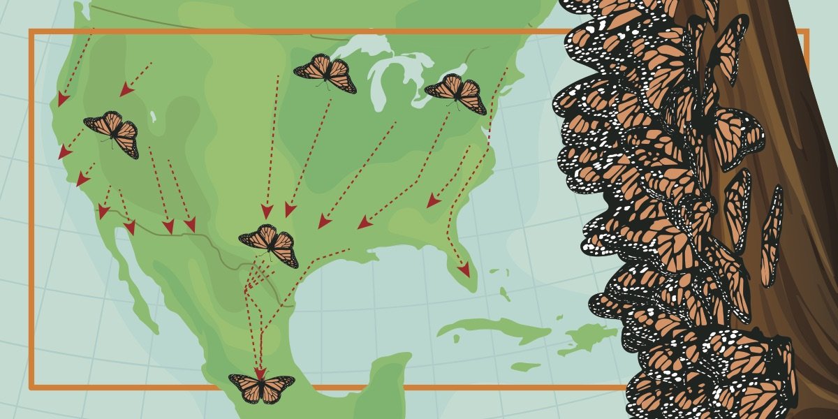 Monarch Migration image. Links to PDF of card.