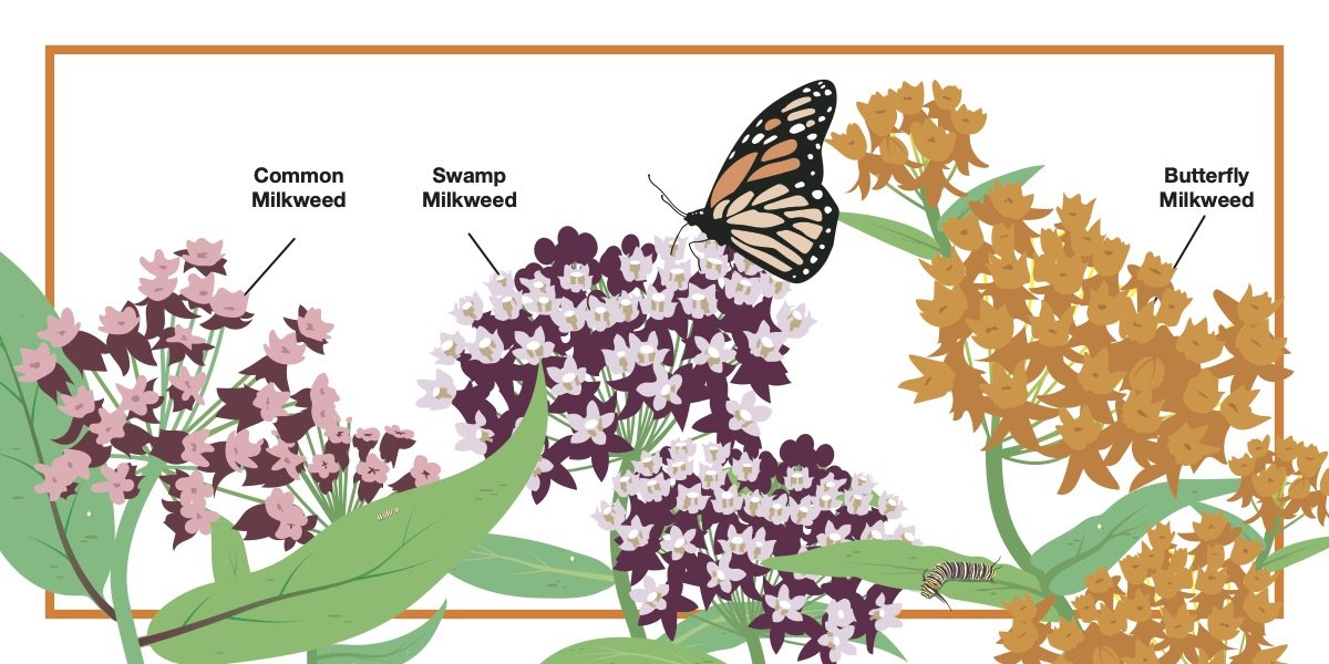 Monarchs and Milkweed image. Links to PDF of card.