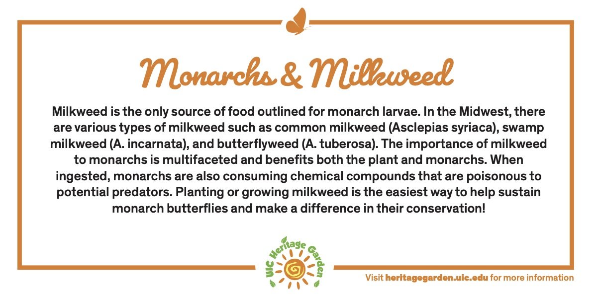Monarchs and Milkweed text. Links to PDF of card.