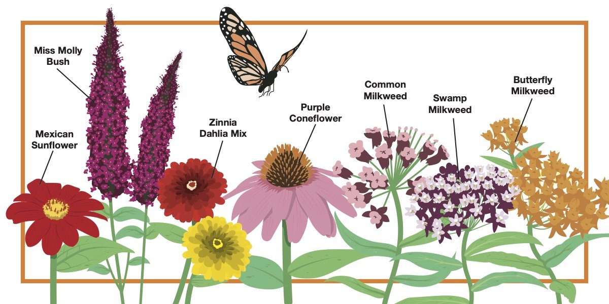 Nectar Plants image. Links to PDF of card.