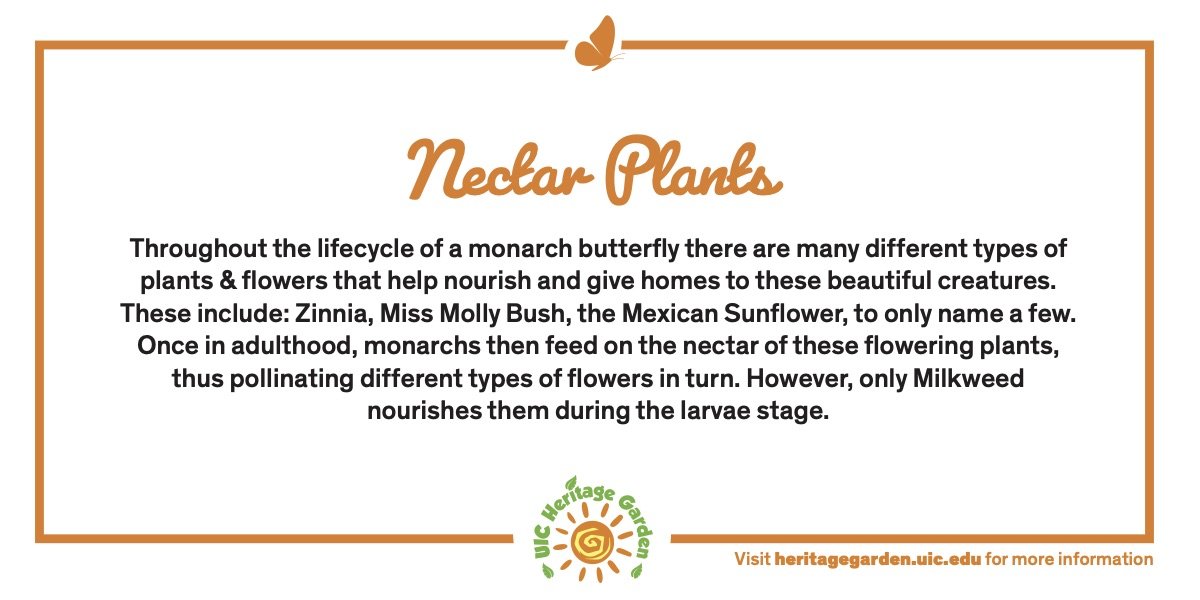 Nectar Plants text. Links to PDF of card.