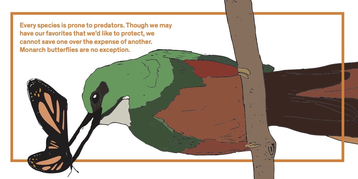 Birds - Jacamars image. Links to PDF of card.