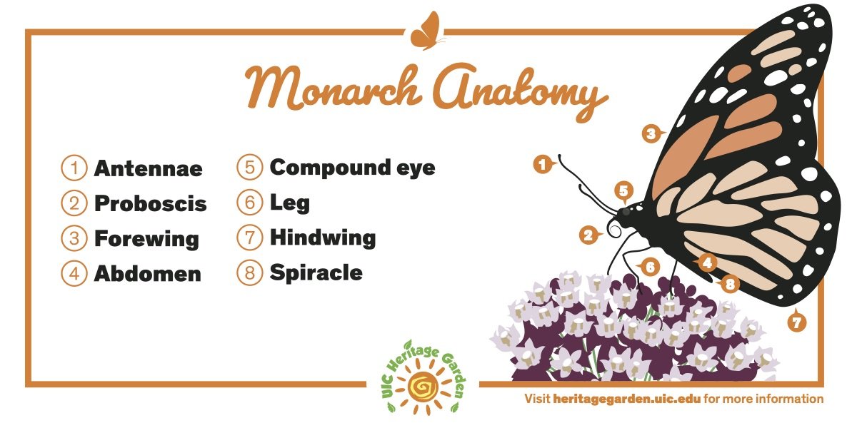 Monarch Anatomy text. Links to PDF of card.