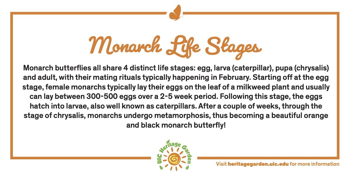 Monarch Life Stages text. Links to PDF of card.