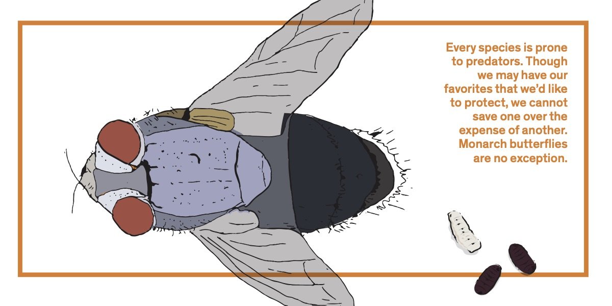 Parasites- Tachinid Flies image. Links to PDF of card.