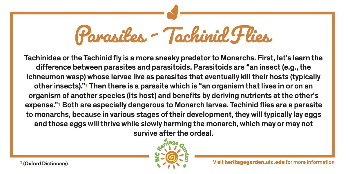 Parasites- Tachinid Flies text. Links to PDF of card.