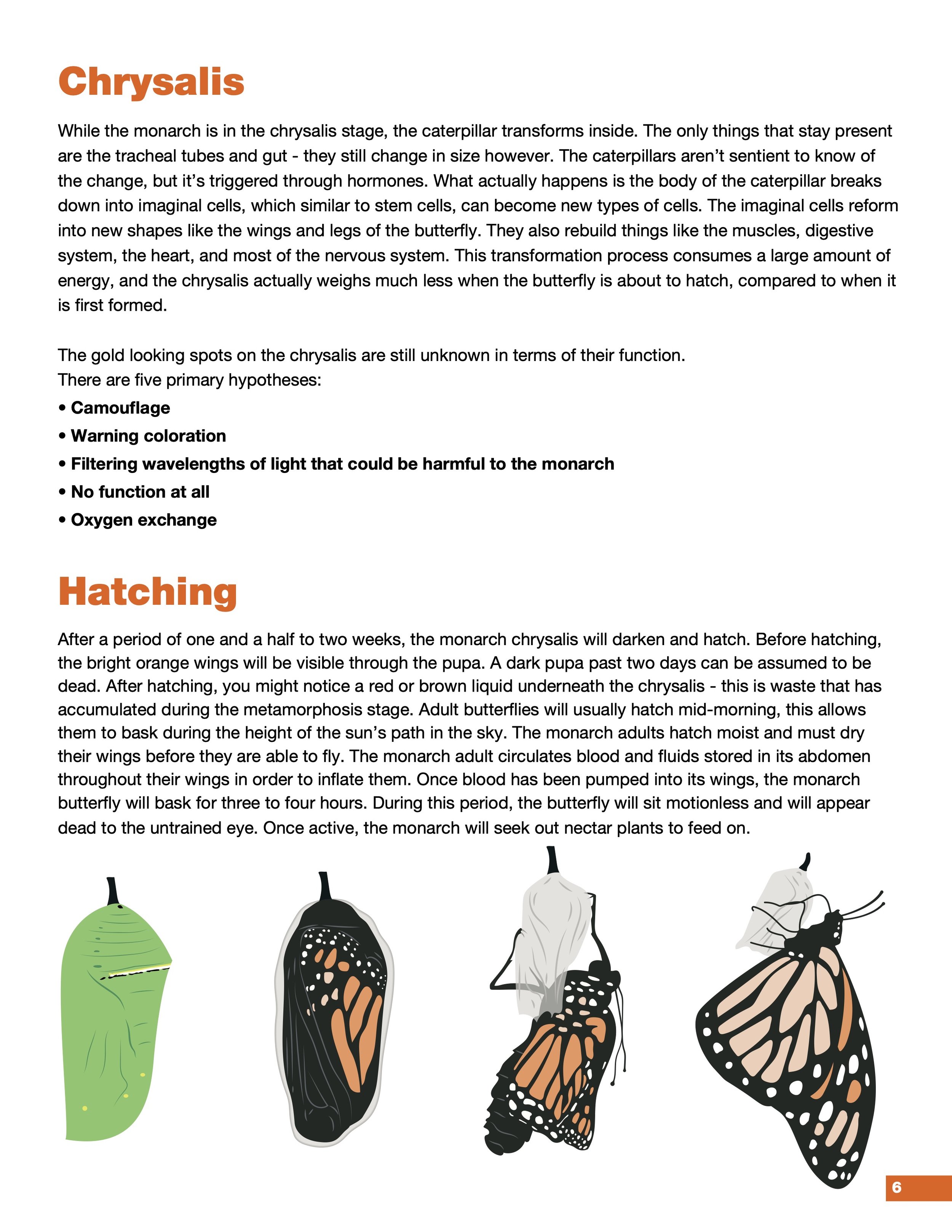 Chrysalis and hatching