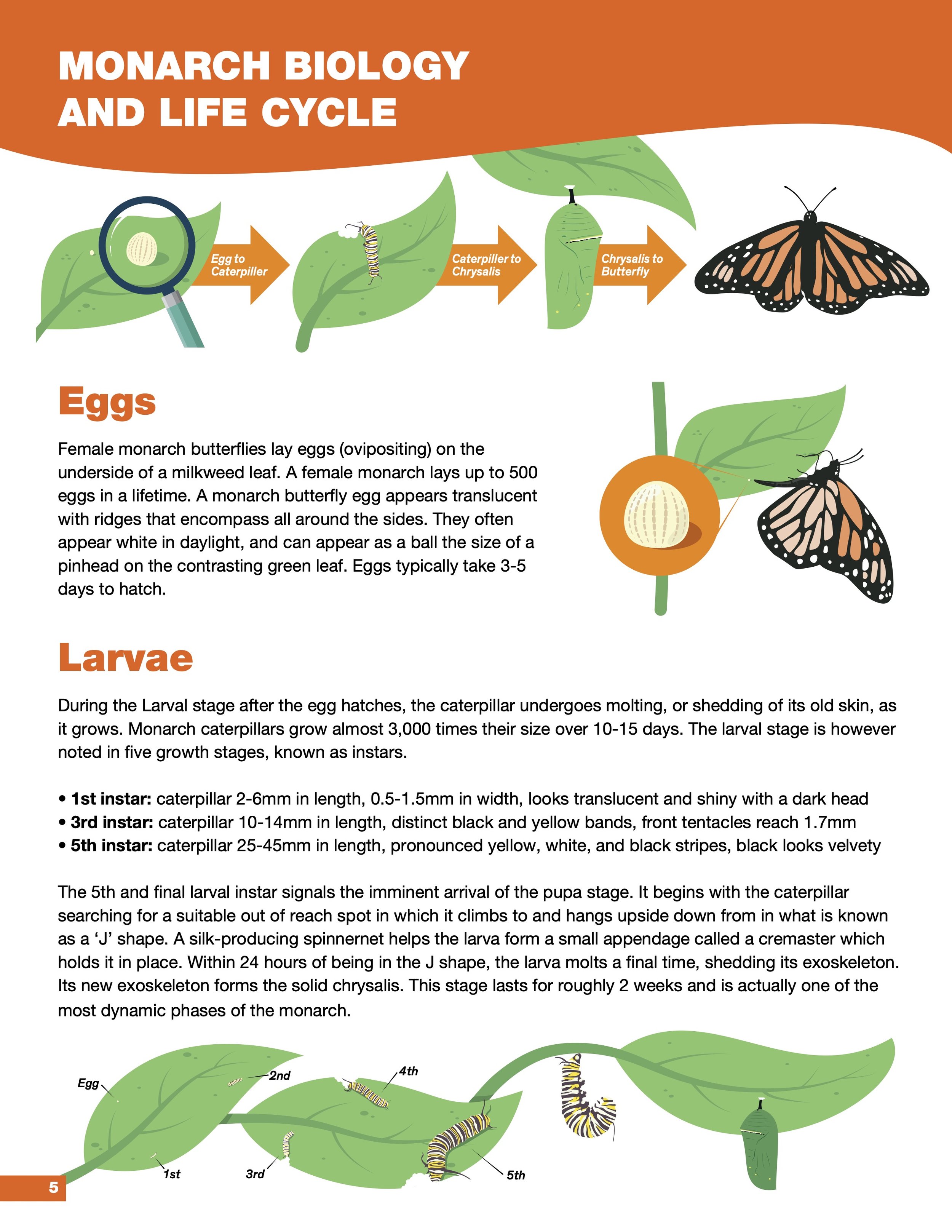 Monarch Biology and Life Cycle