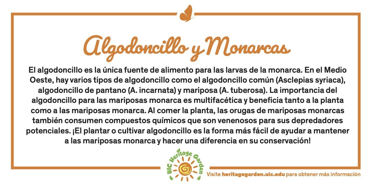 Algodoncillo y Monarcas texto. Vinculada a un PDF de la tarjeta.