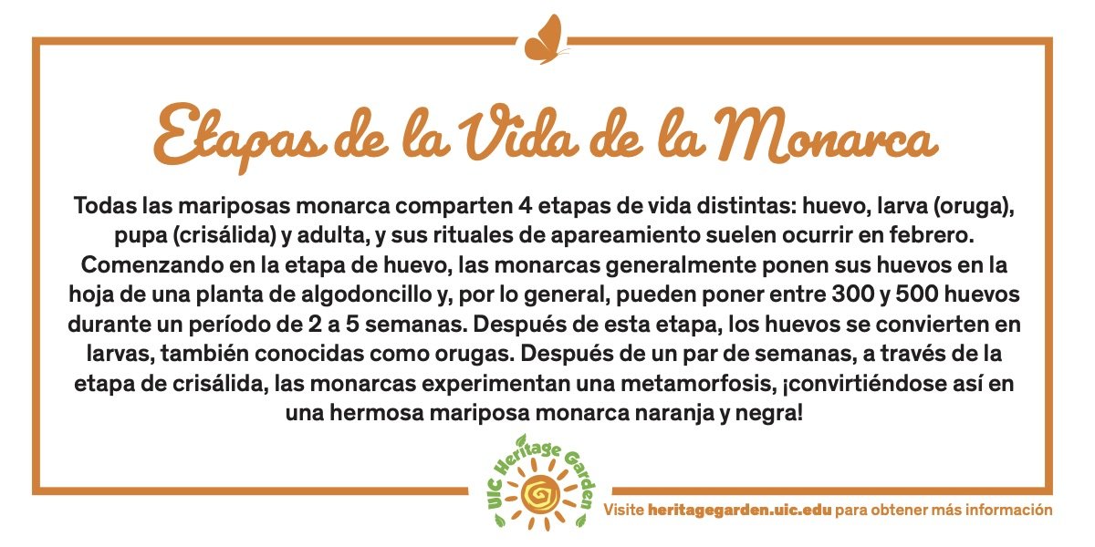 Etapas de la Vida de la Monarca texto. Vinculada a un PDF de la tarjeta.