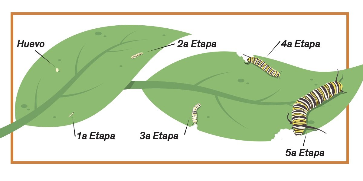 Fases de la Oruga Monarca imagen. Vinculada a un PDF de la tarjeta.
