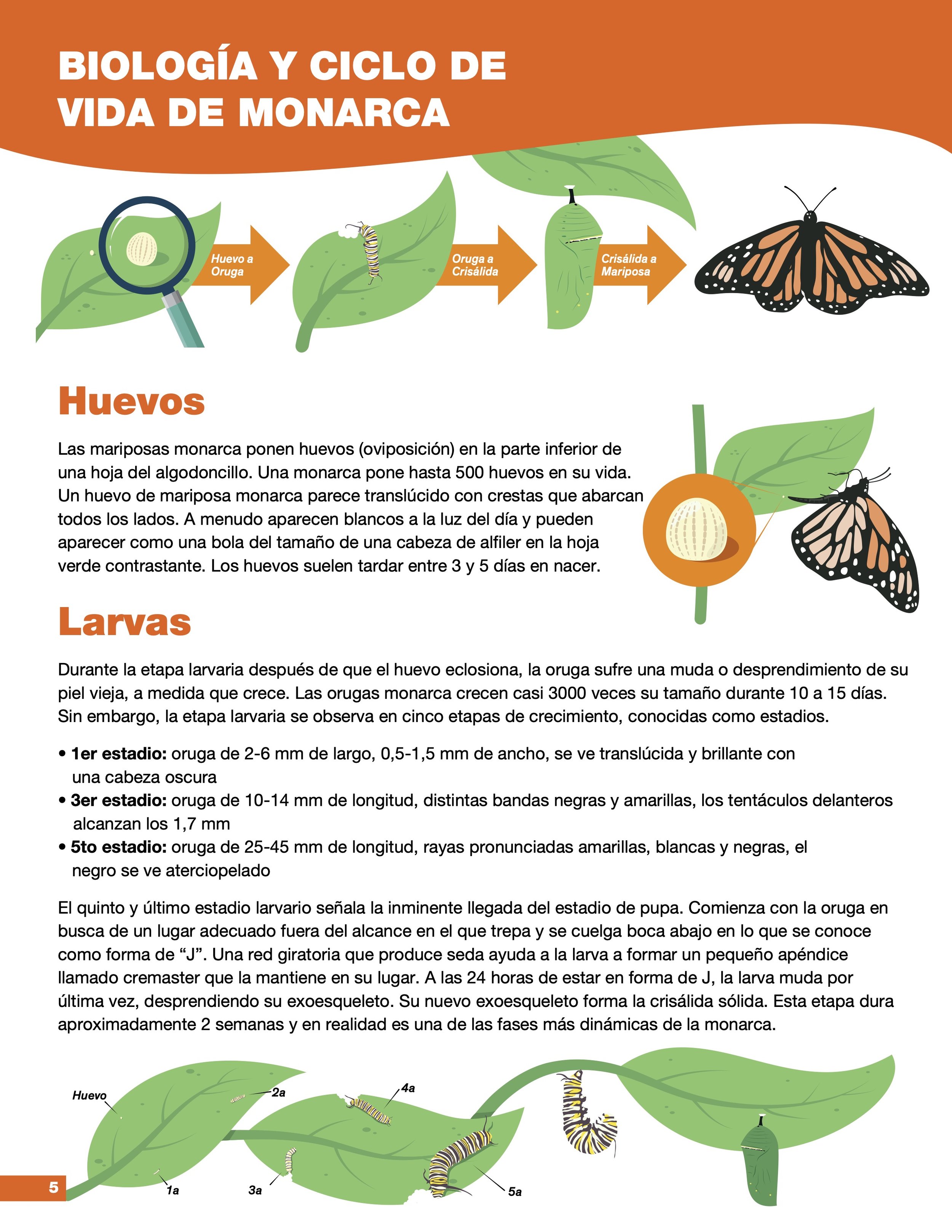 Guía Monarca Biología de la Monarca