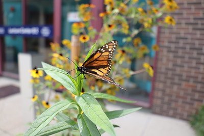 Pollinator Research