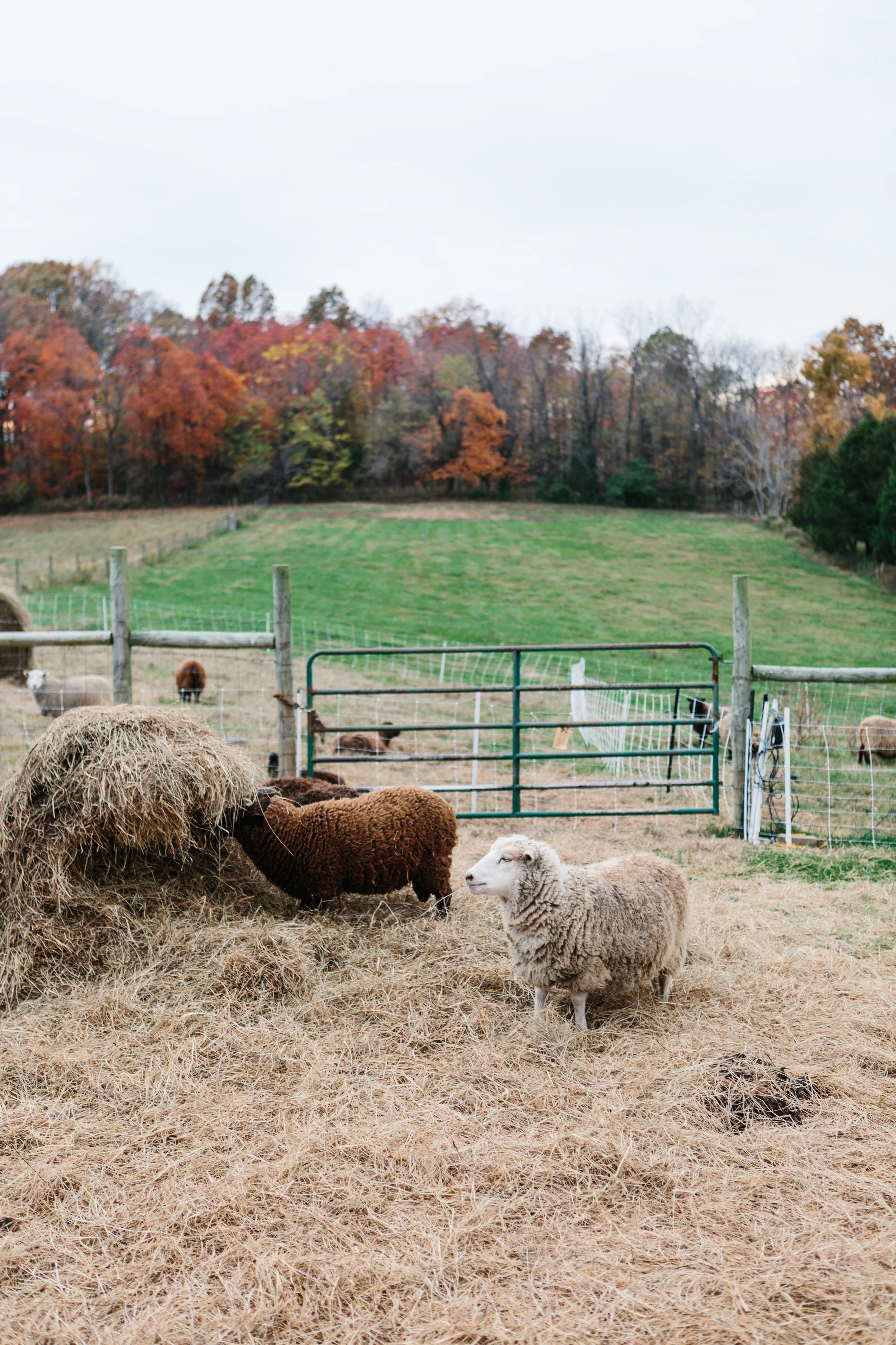Creating a Sense of Place at Marble Hill Farm — Driftless