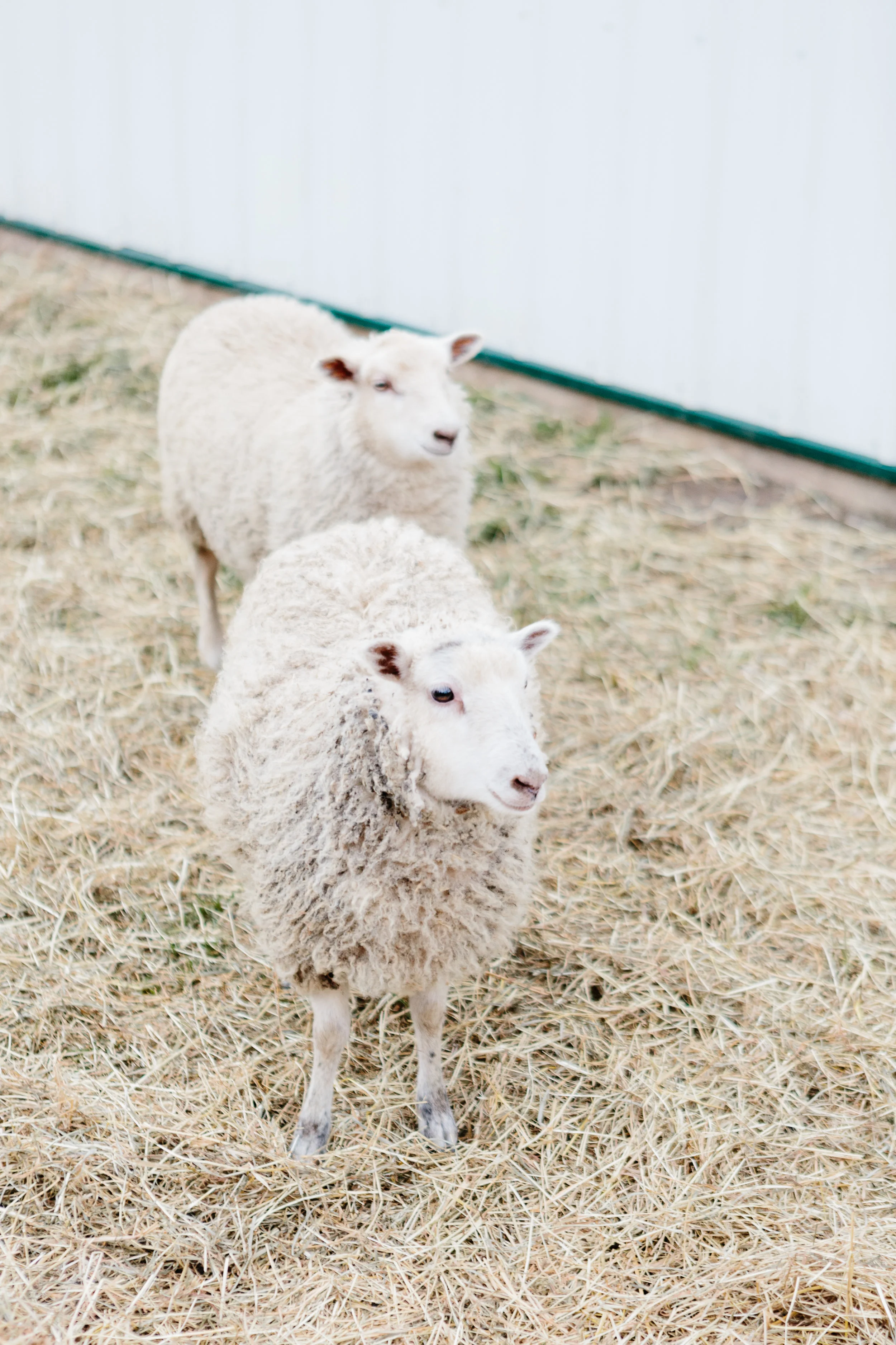 Creating a Sense of Place at Marble Hill Farm — Driftless