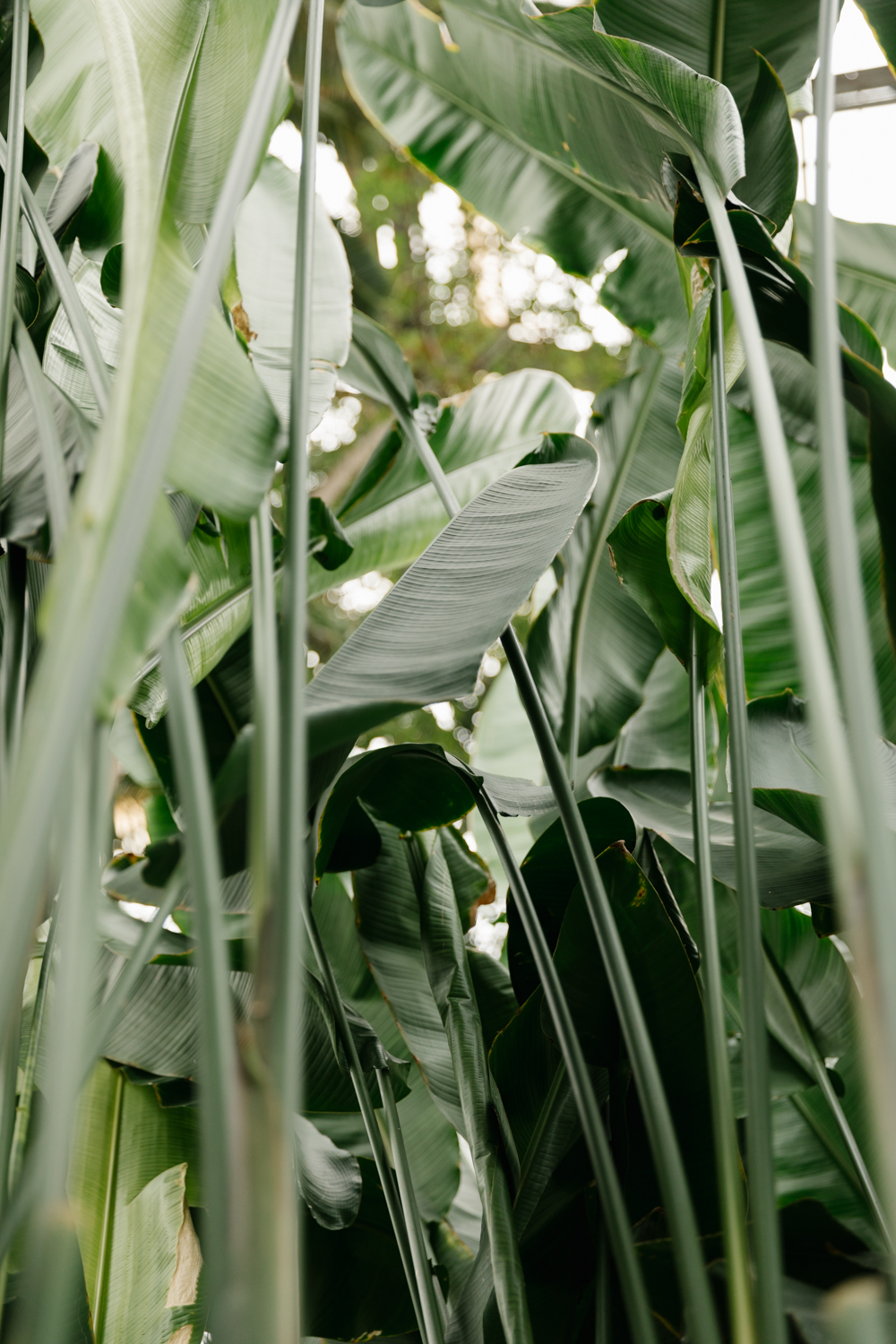 belle-isle-conservatory-driftless-magazine