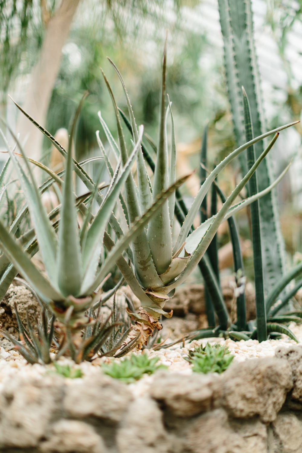 plants-belle-isle-conservation-michigan