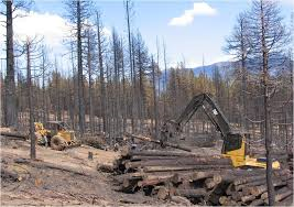 Post-fire salvage logging 3.png
