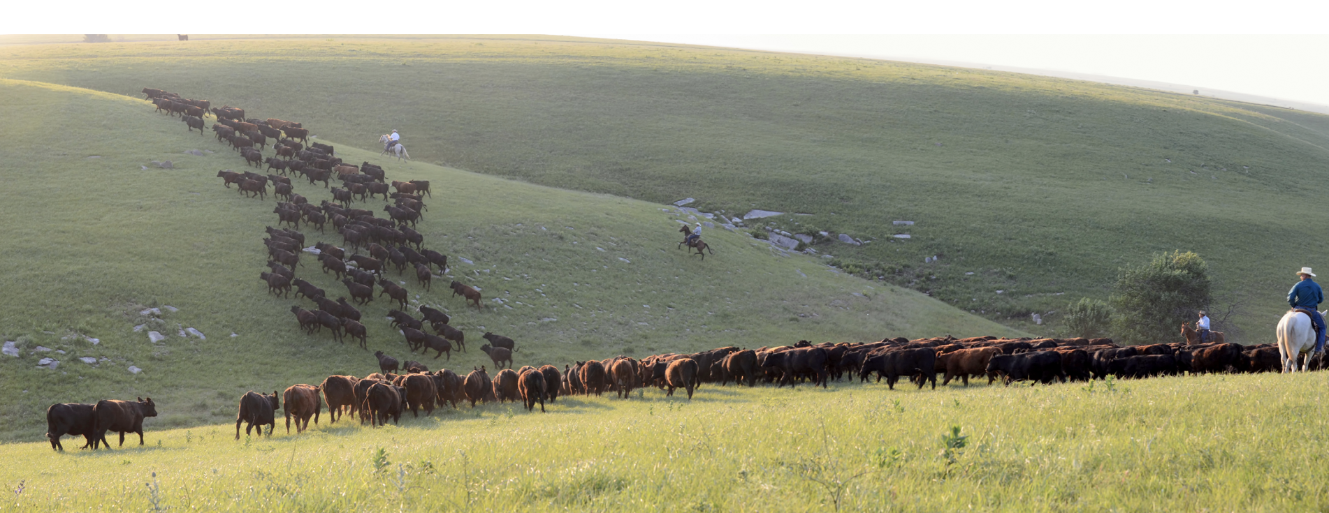 New technology helps ranchers maximize grass production: Rangeland Analysis Platform RAP