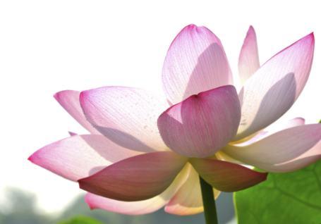 iStock_000018677183_Full.jpg