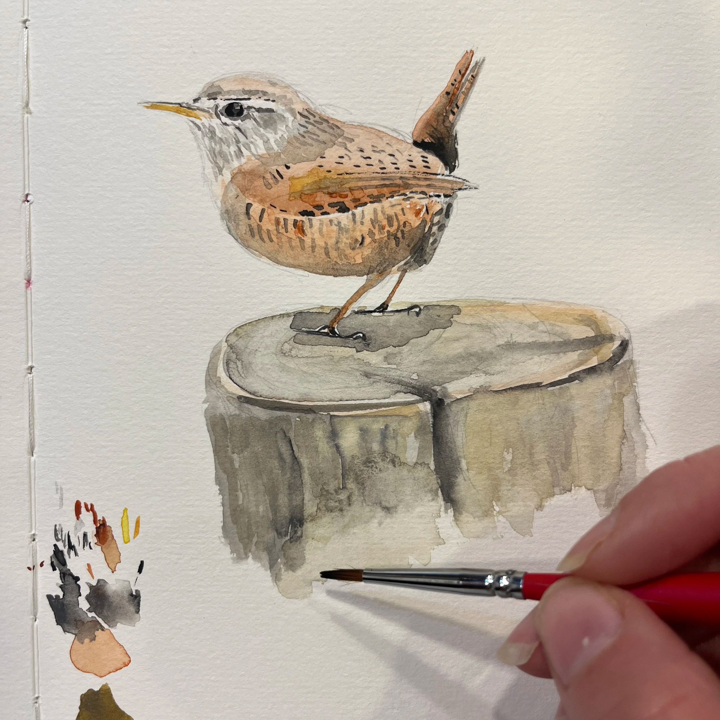 Pacific wren