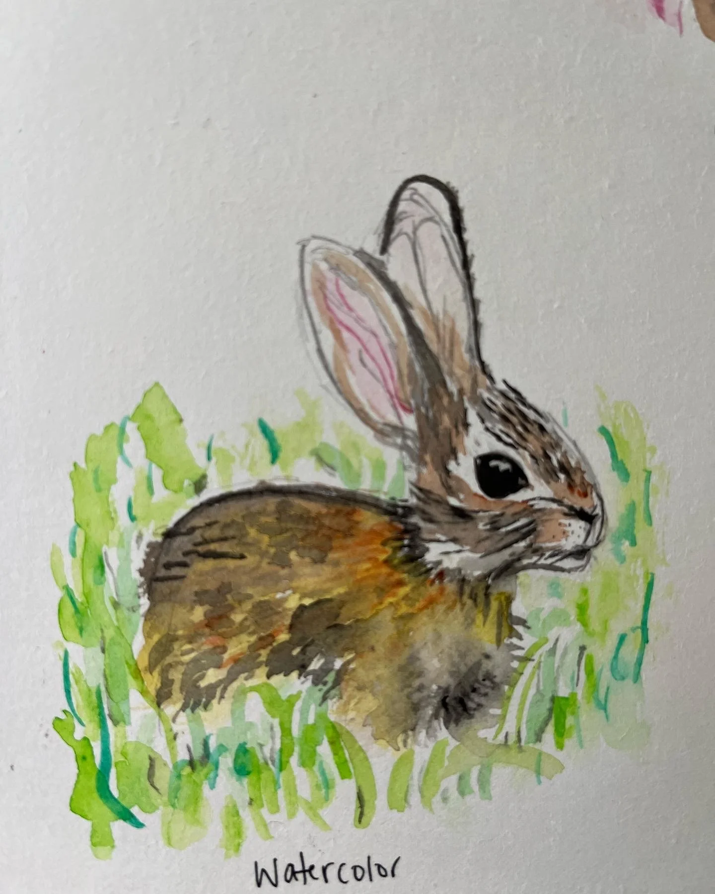 Bunny (watercolor)