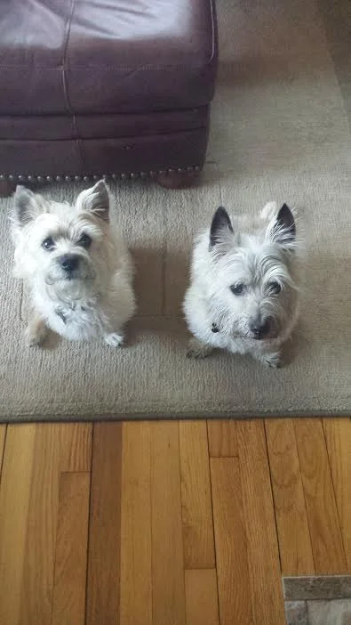 buster_and_baxter.jpg