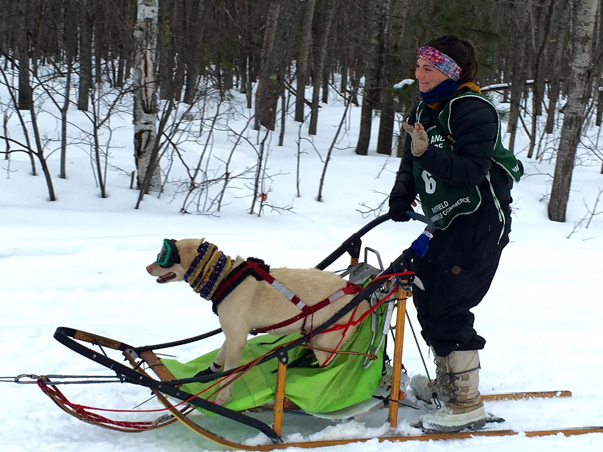 Dog sled race photos — Hauser's Bayfield Cabin, Bayfield WI — Near the