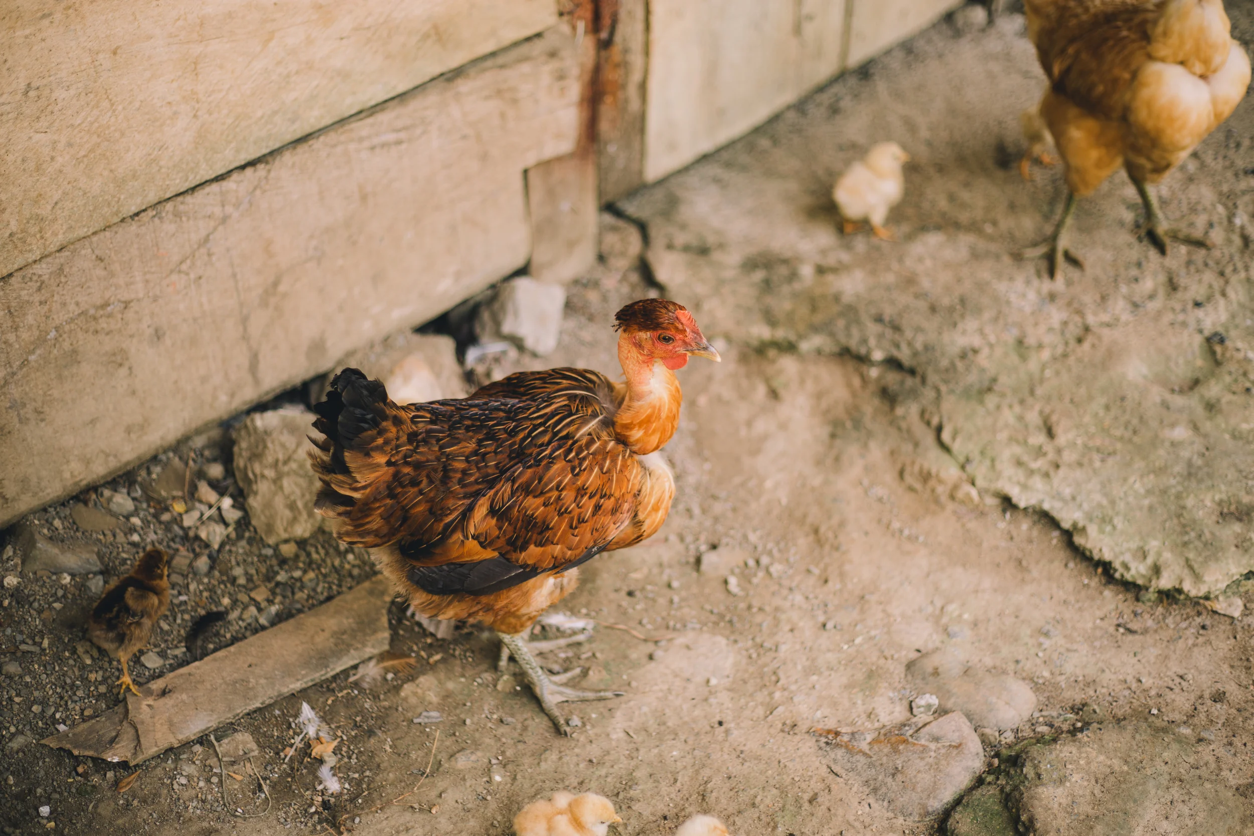 Guatemala2015-438.jpg