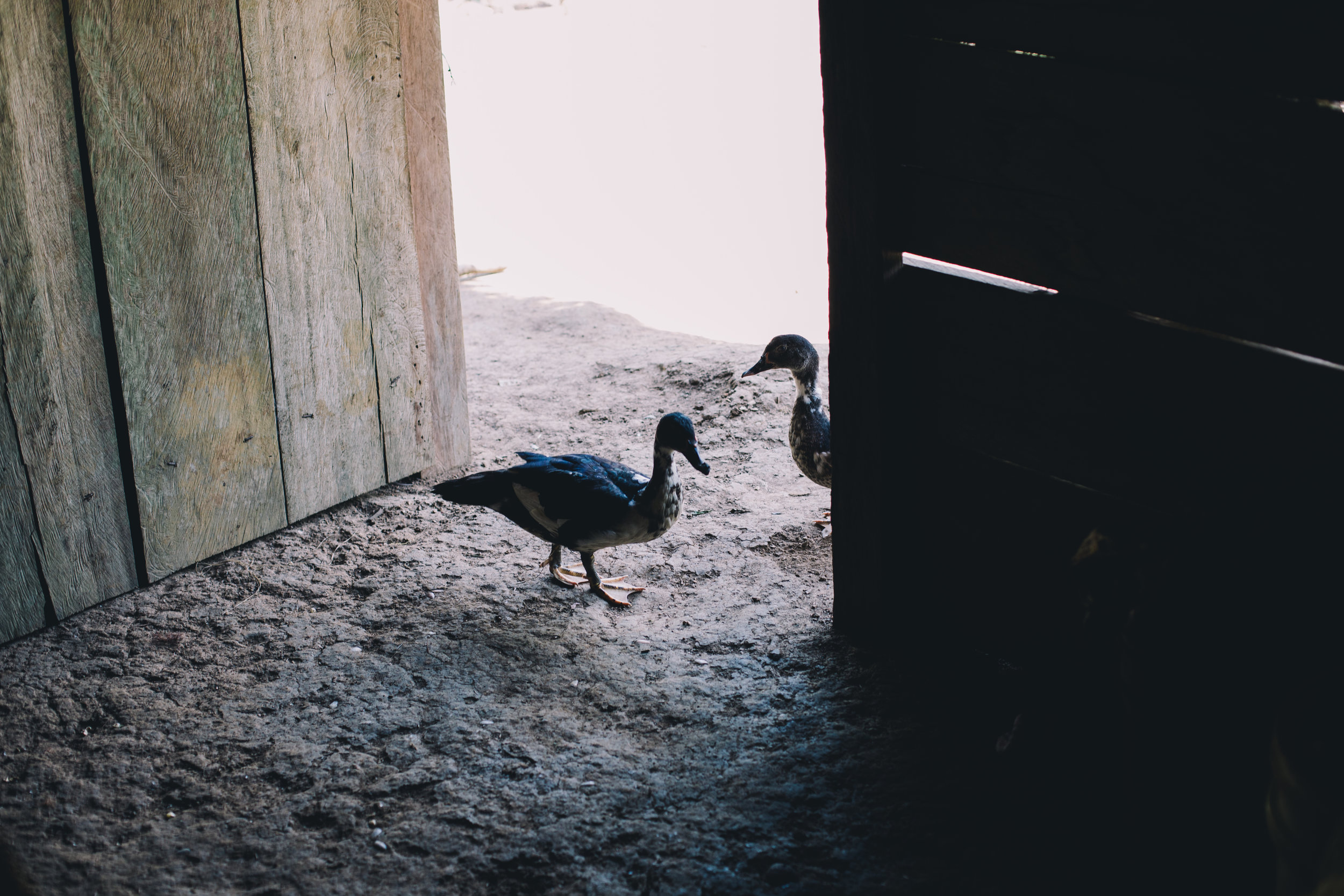 Guatemala2017-128.jpg