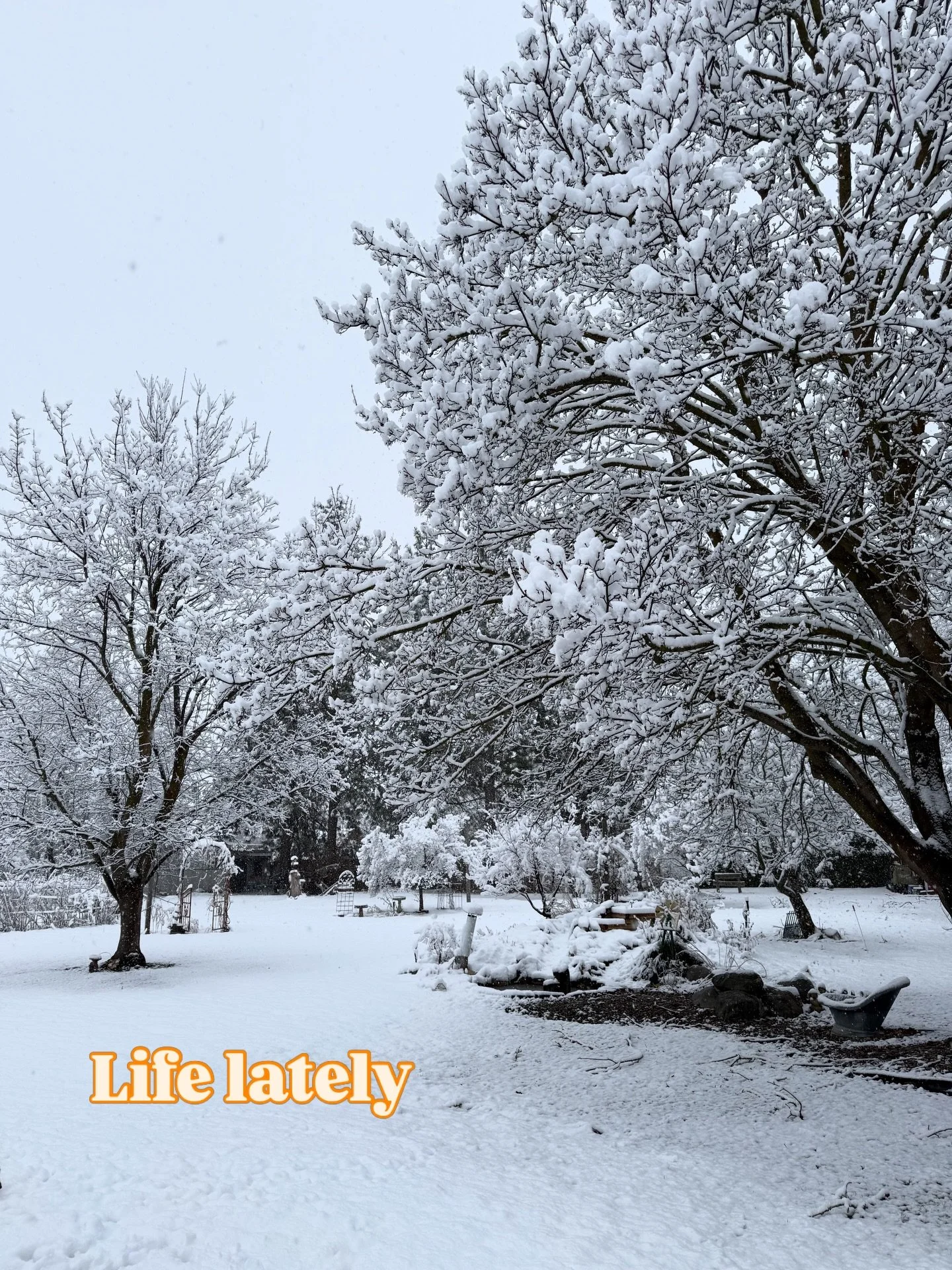 Trying something new for y&rsquo;all&hellip;

Just a few photo dumps of what life has been like the last few months. It&rsquo;s been slow and quiet and I&rsquo;ve been really evaluating what I want my business to look like and what gives me life in i