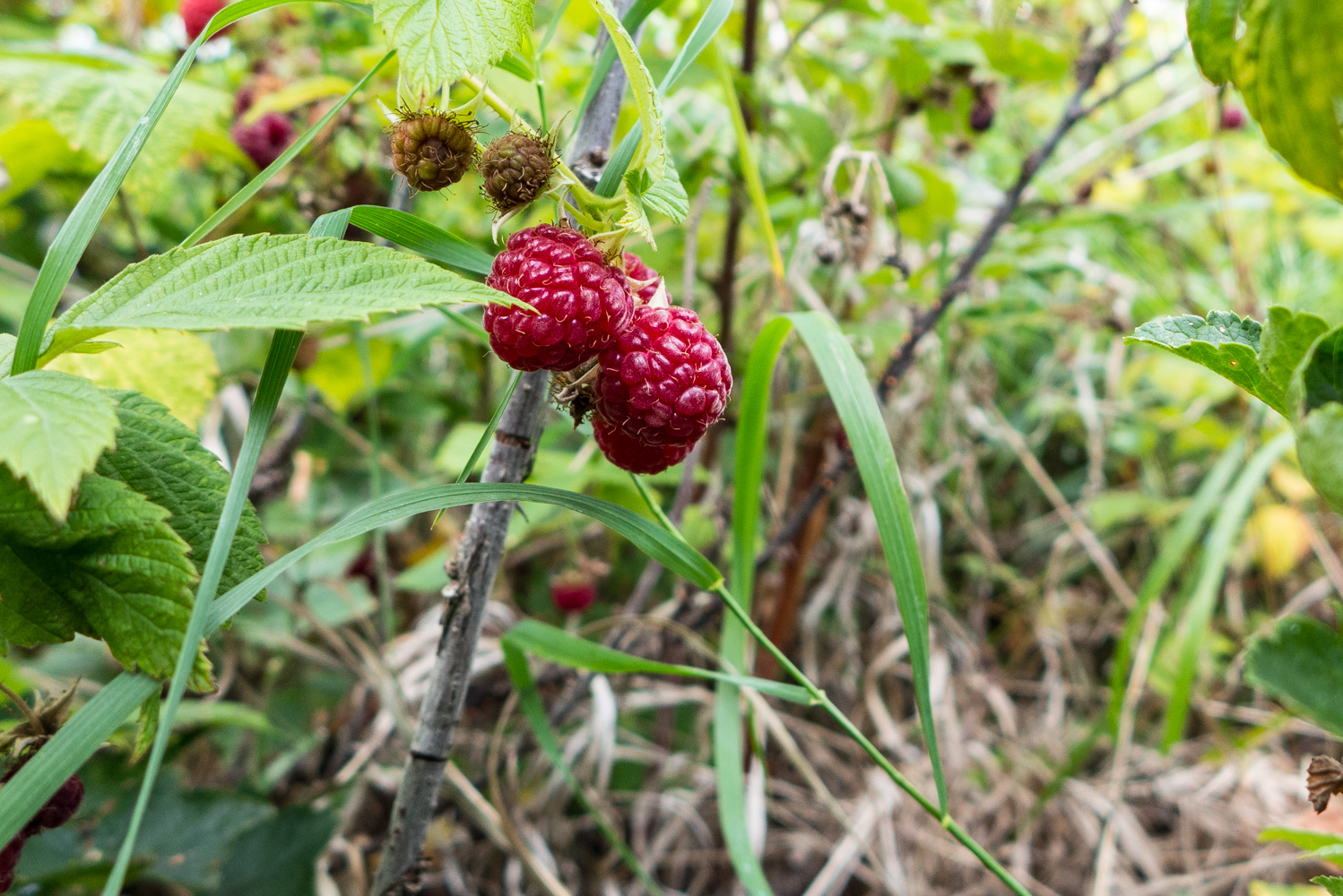  Raspberries, August 2015. 