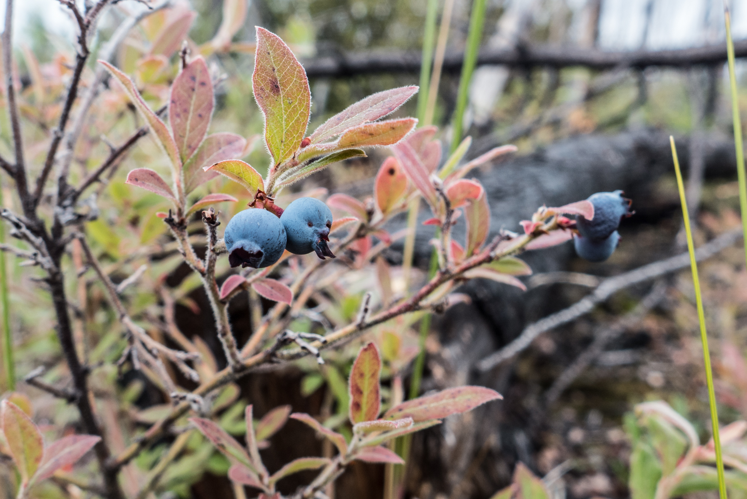  Blueberries, August 2015. 