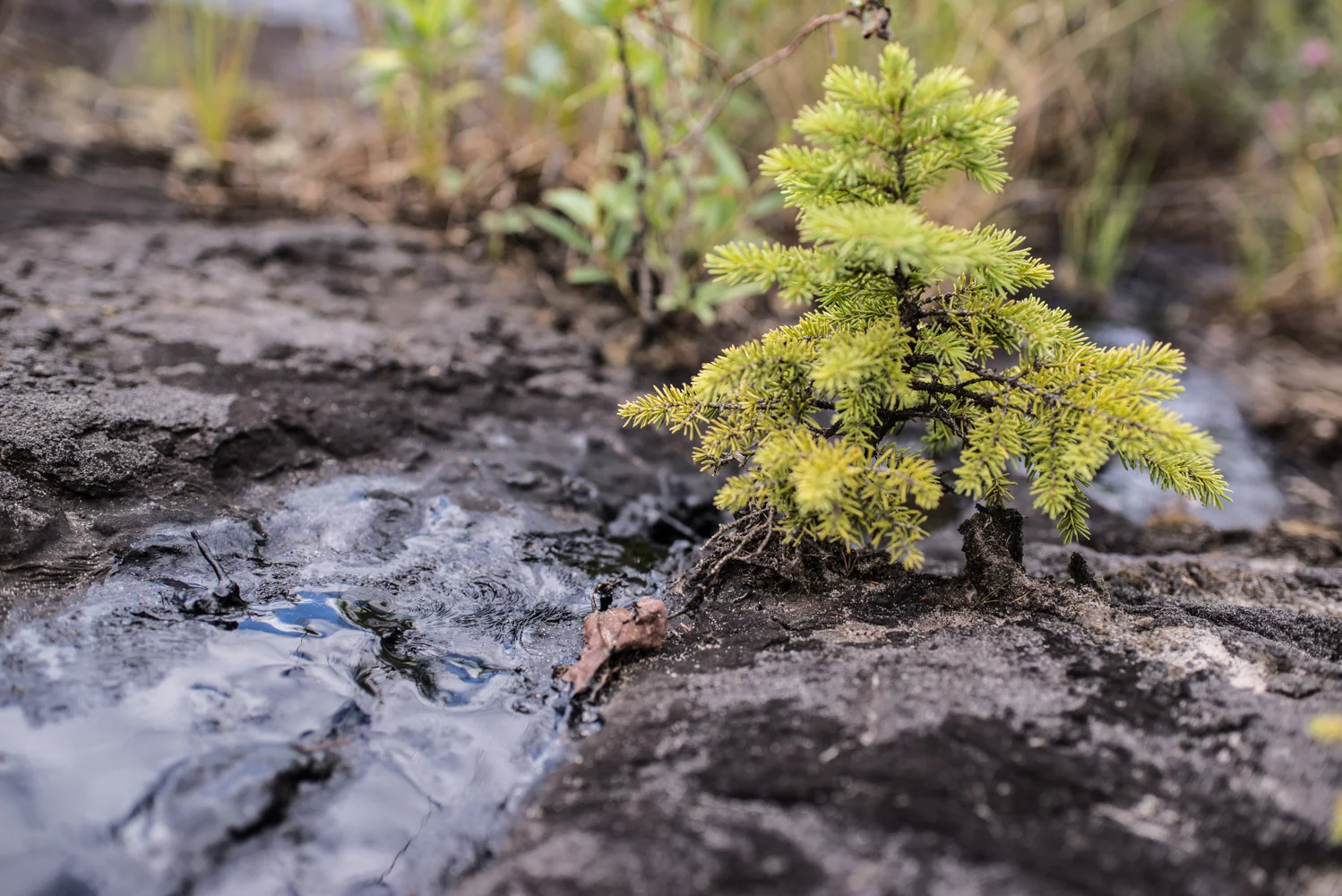 A sapling growing in the tar at Bitumount, July 2017.