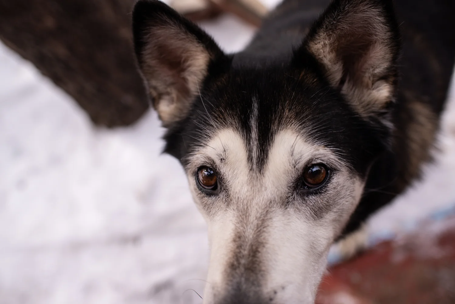 Massey’s dog Buck, April 2018.