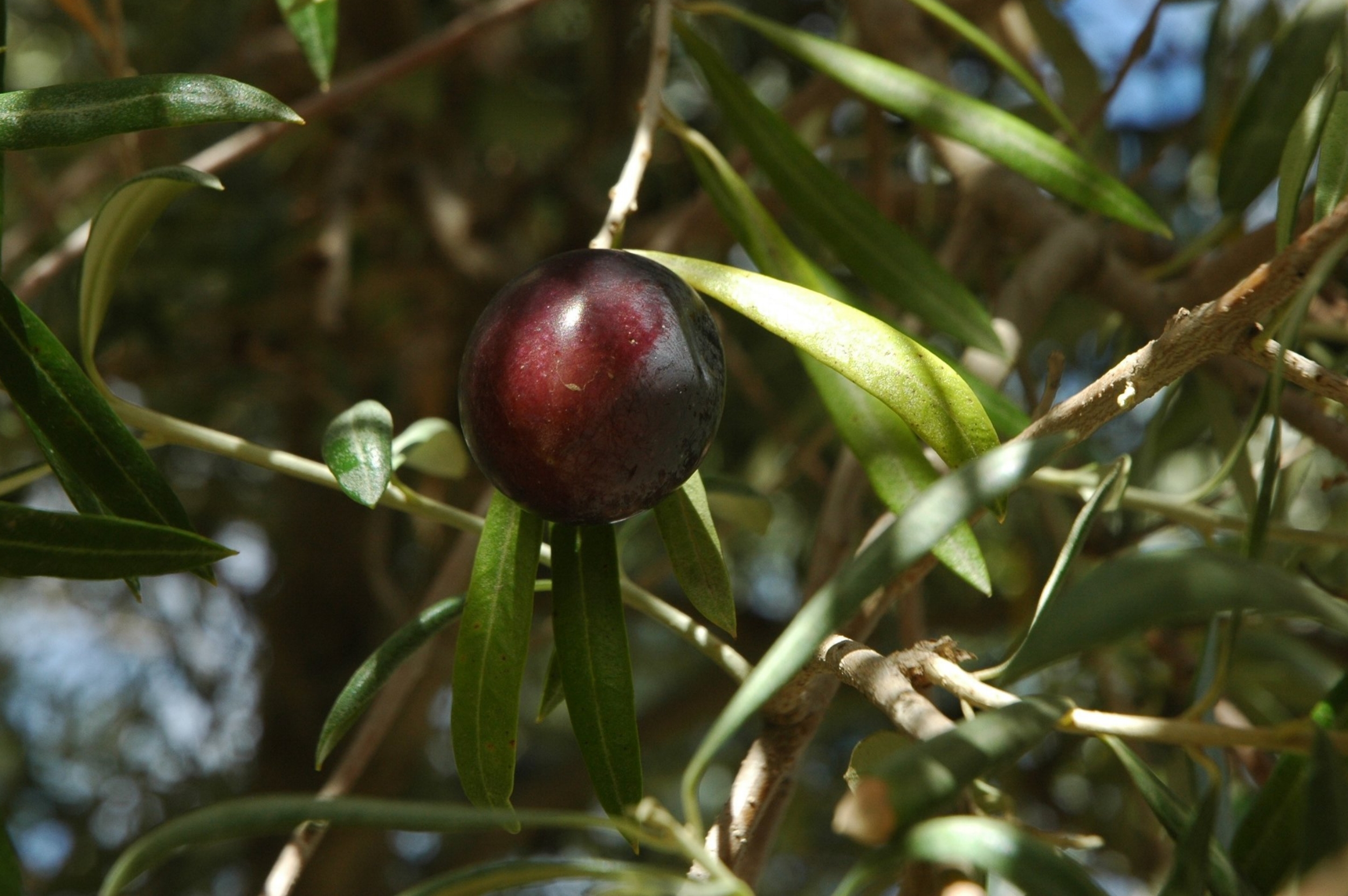 Capay Valley Olive