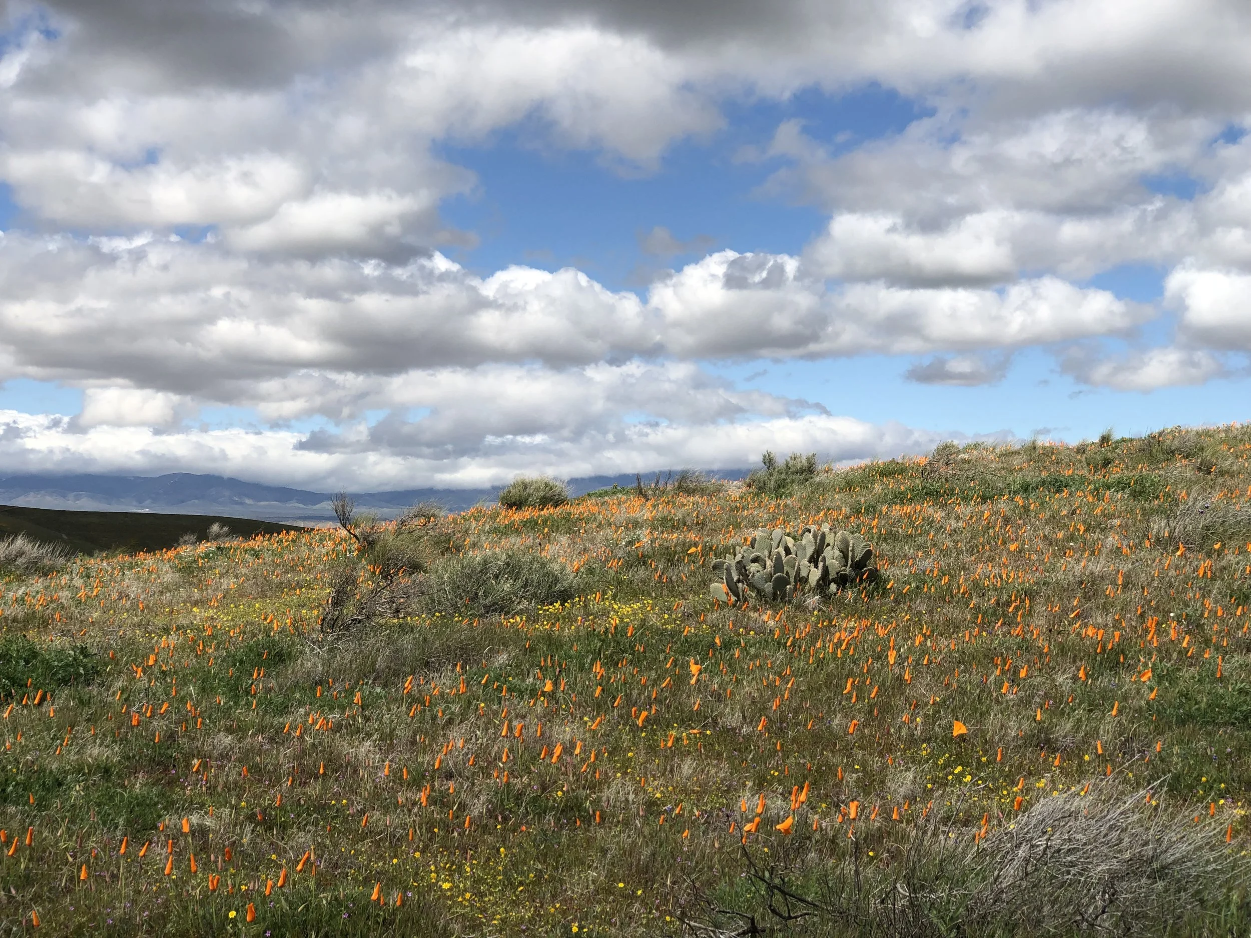 superbloom.jpg