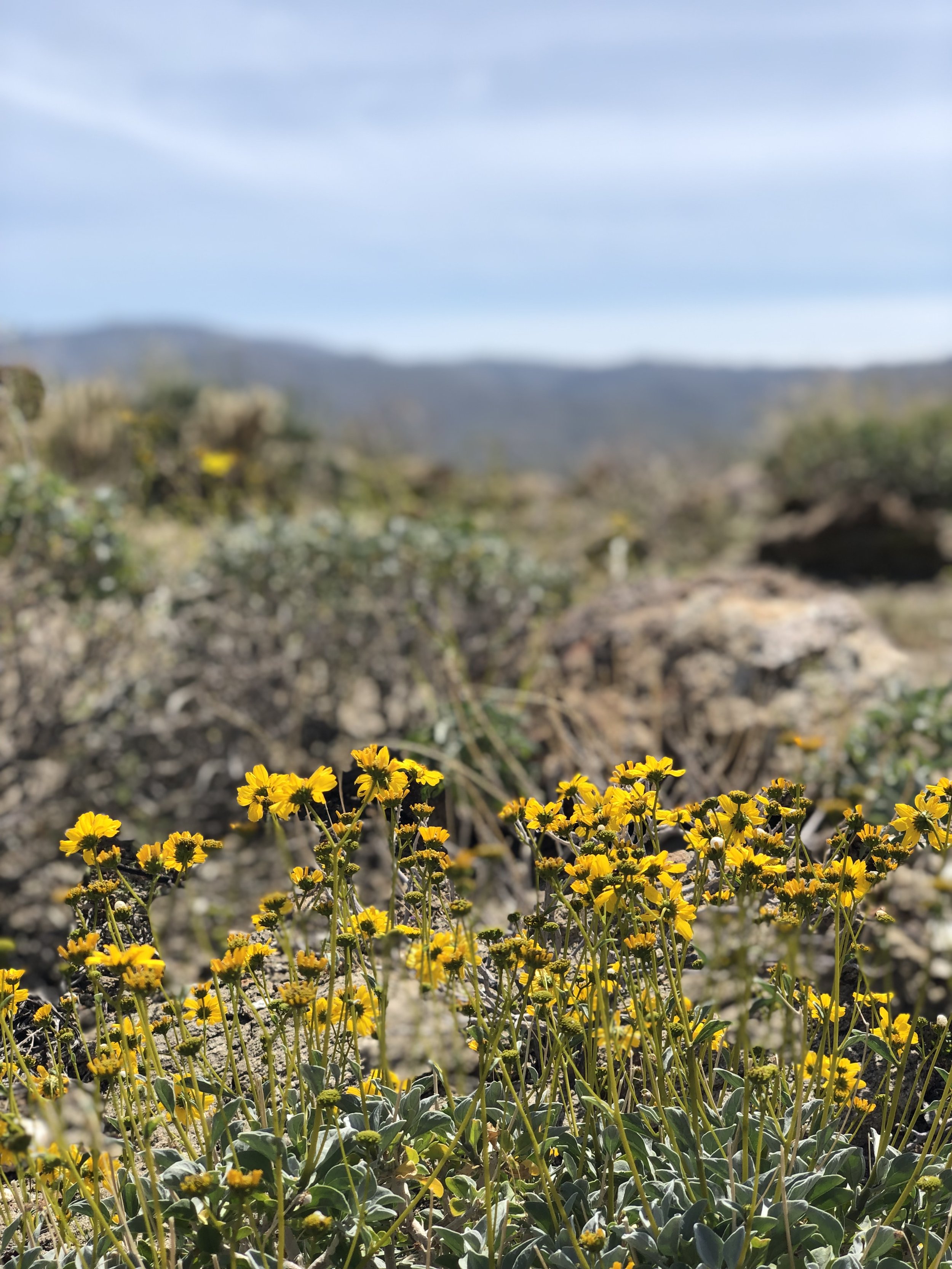 Flowers blooming in the Anza-Borrego Desert State Park