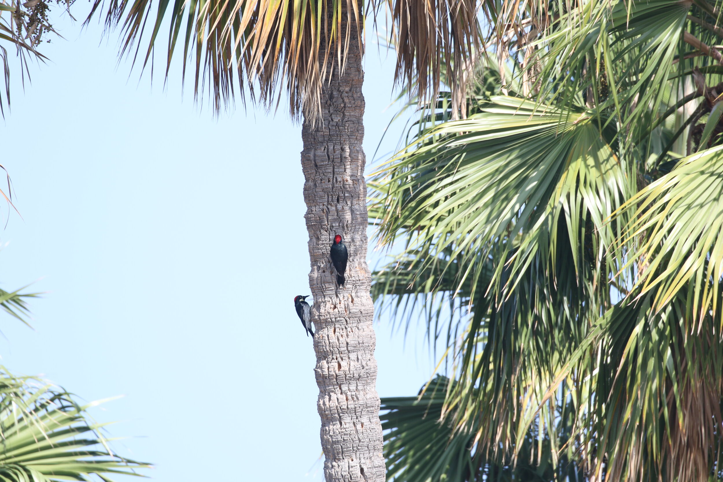 woodpeckers on a palm tree