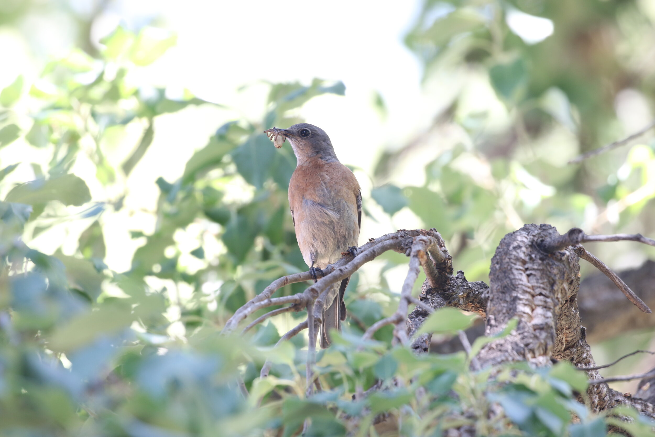 Small brown bird on a branch eating grub