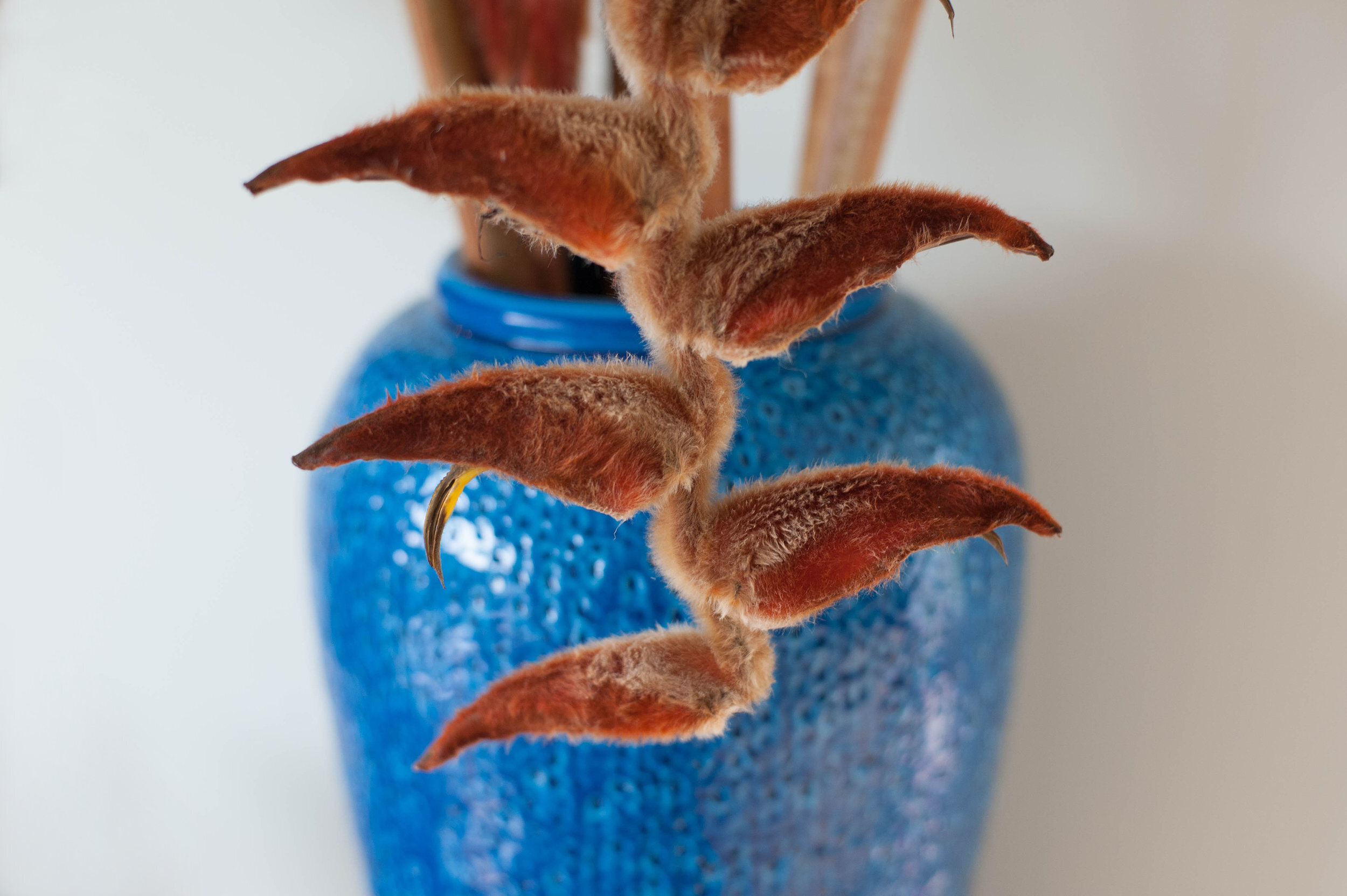 Blue vase with heliconia vellerigera